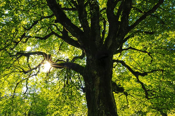 Trees can be a big nuisance to TV signals